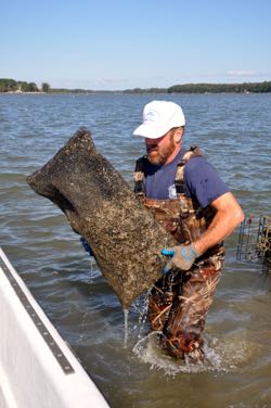 A waterman retrieves an oyster bag from a local waterway. © K. Rebenstorf.